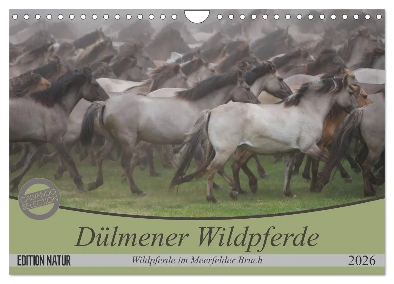 Cover: 9783457882771 | Dülmener Wildpferde - Wildpferde im Meerfelder Bruch (Wandkalender...