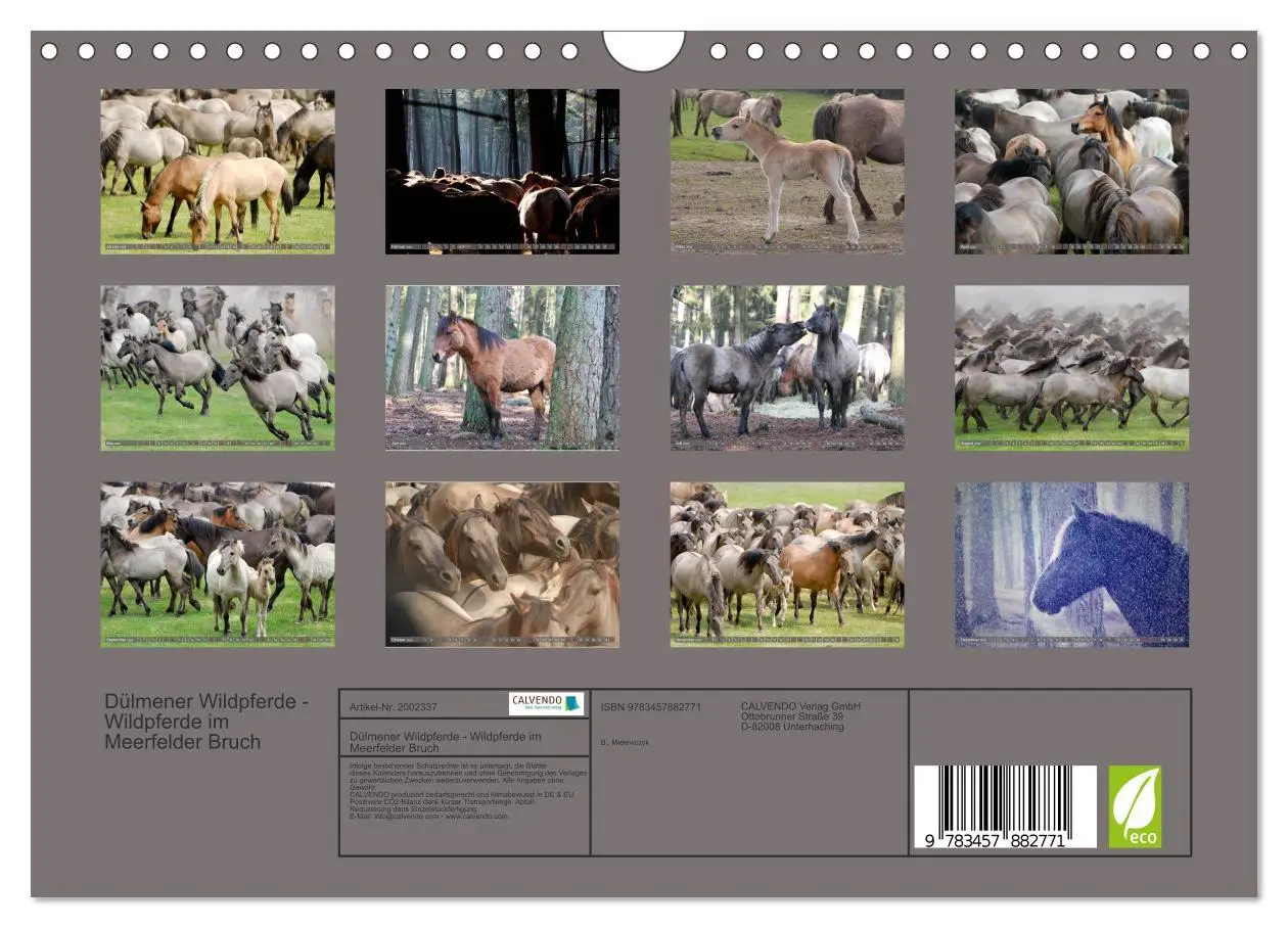Bild: 9783457882771 | Dülmener Wildpferde - Wildpferde im Meerfelder Bruch (Wandkalender...