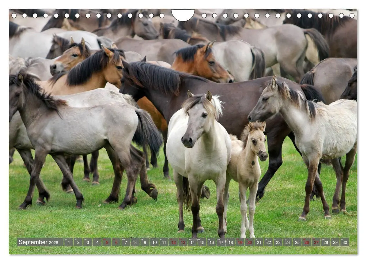 Bild: 9783457882771 | Dülmener Wildpferde - Wildpferde im Meerfelder Bruch (Wandkalender...