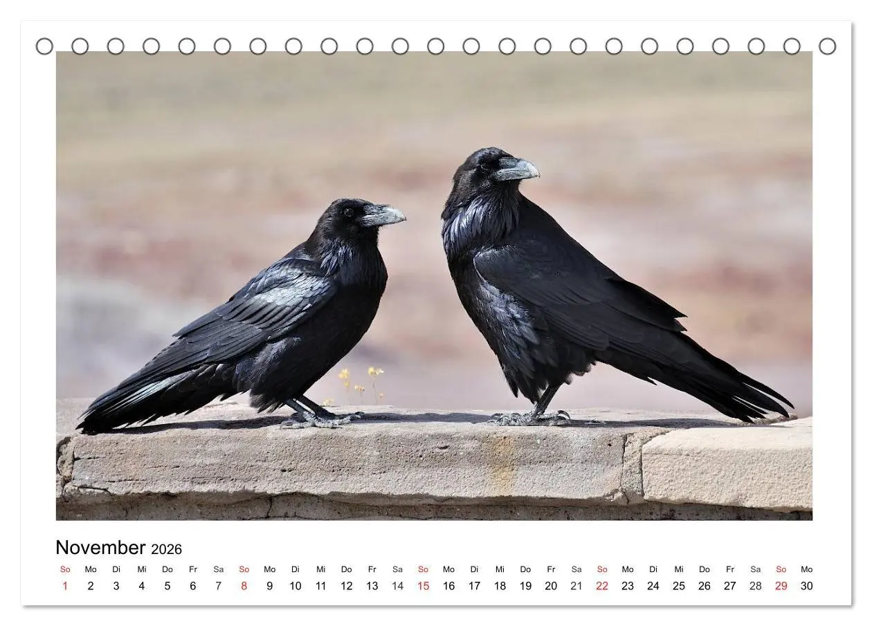 Bild: 9783457952771 | Heimische Gartenvögel - Gefiederte Freunde (Tischkalender 2026 DIN...