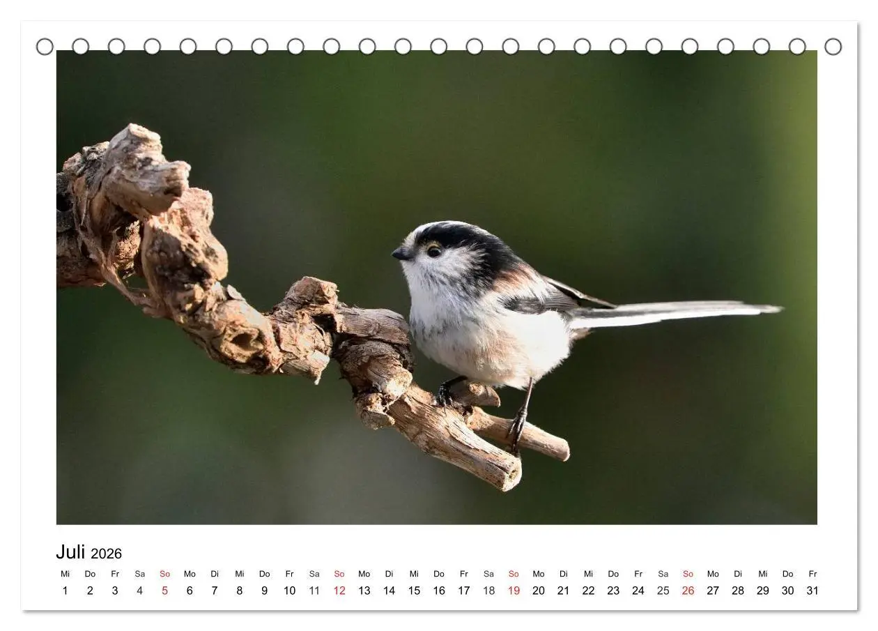 Bild: 9783457952771 | Heimische Gartenvögel - Gefiederte Freunde (Tischkalender 2026 DIN...