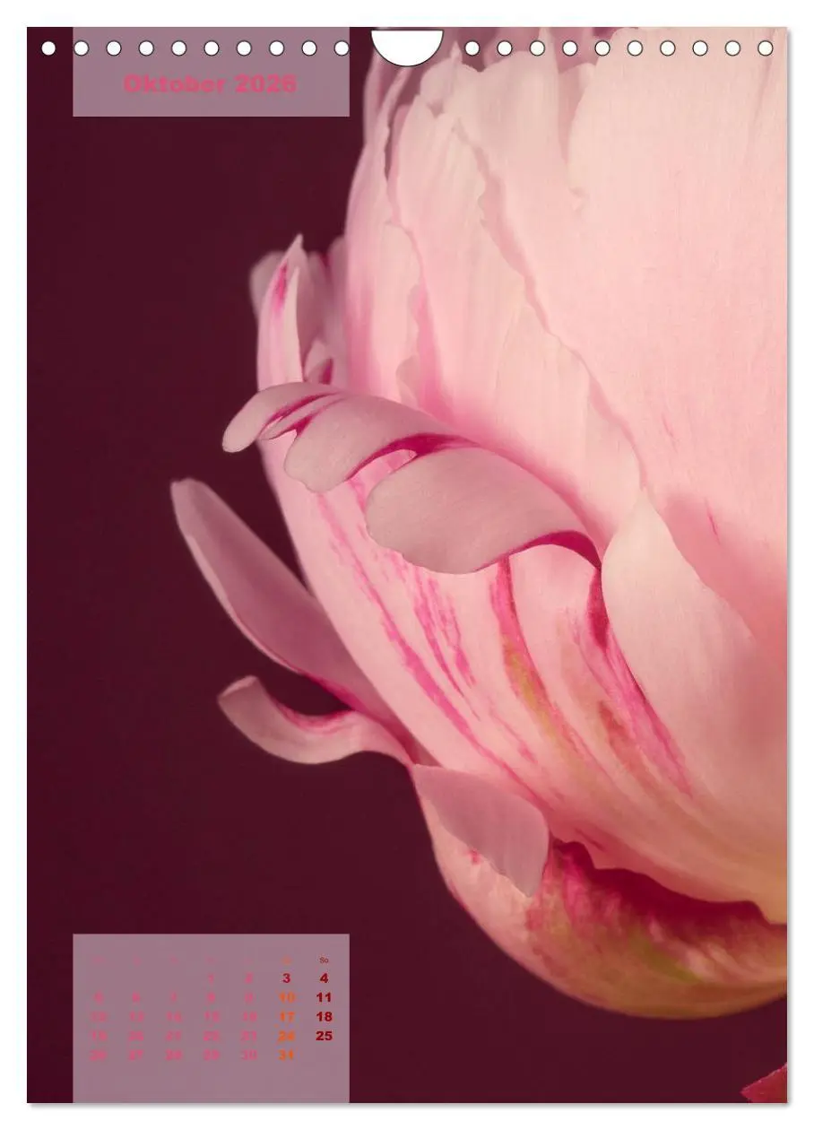 Bild: 9783516422771 | Die Königin der Rosen (Wandkalender 2026 DIN A4 hoch), CALVENDO...