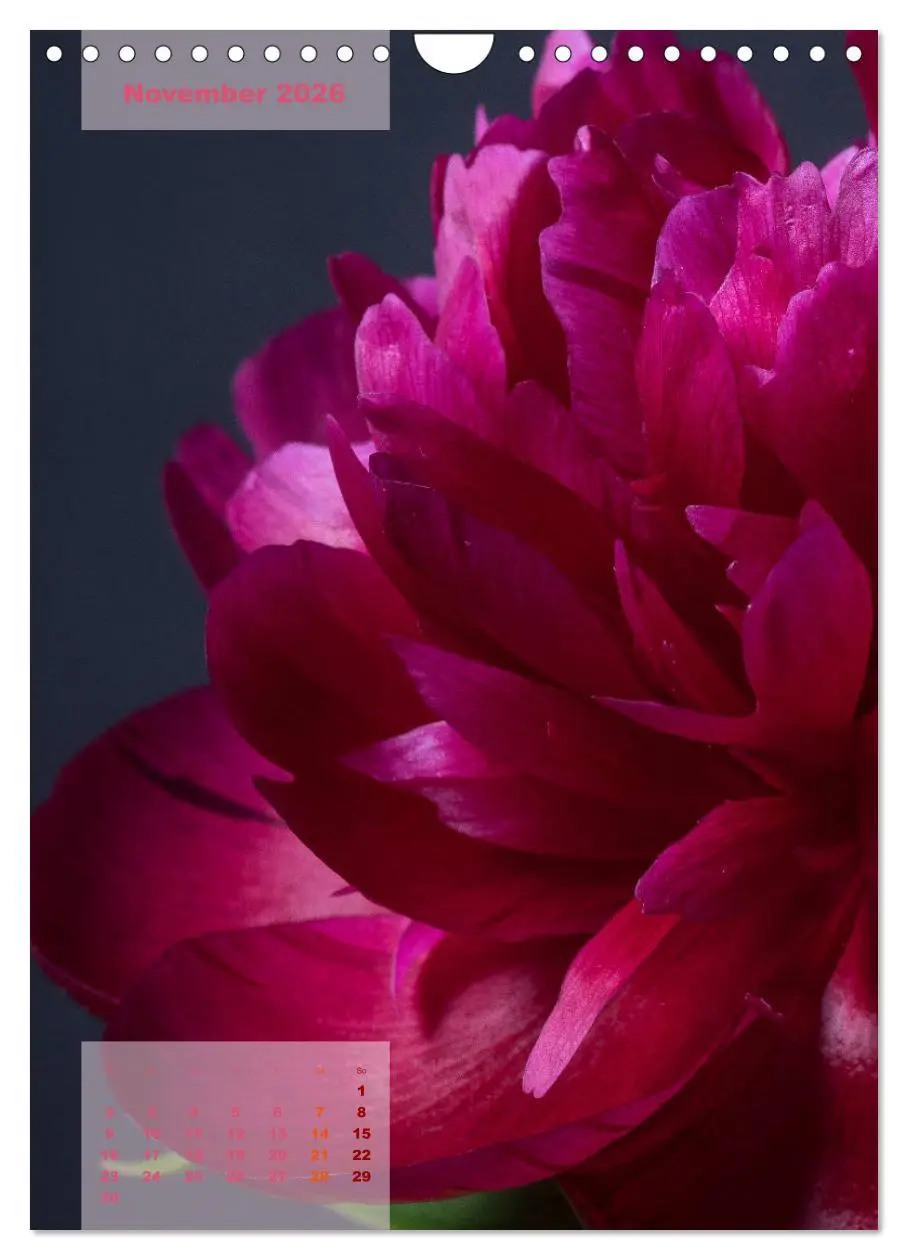 Bild: 9783516422771 | Die Königin der Rosen (Wandkalender 2026 DIN A4 hoch), CALVENDO...