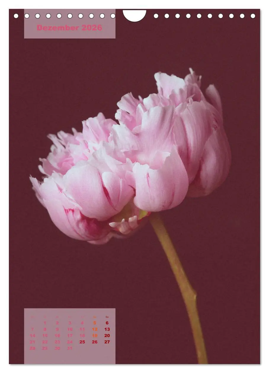 Bild: 9783516422771 | Die Königin der Rosen (Wandkalender 2026 DIN A4 hoch), CALVENDO...