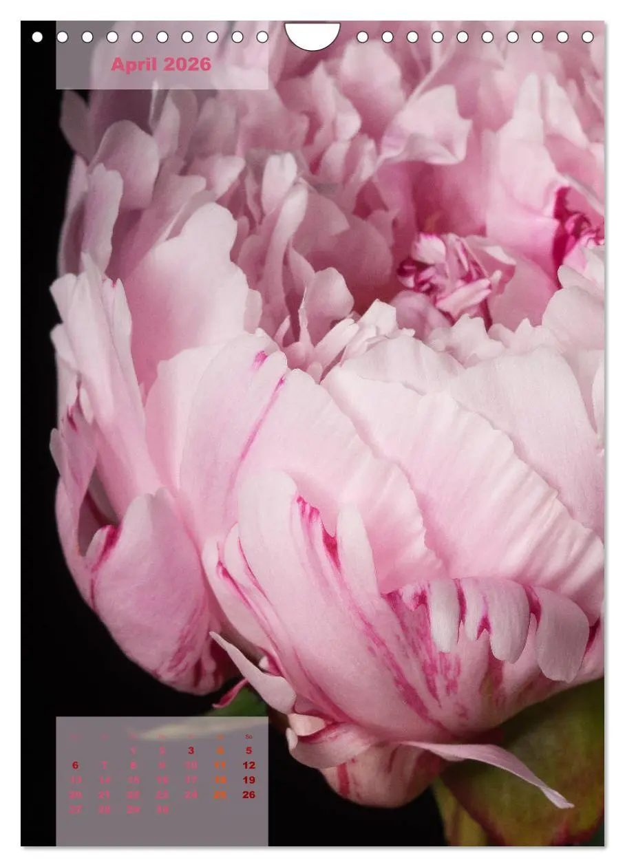 Bild: 9783516422771 | Die Königin der Rosen (Wandkalender 2026 DIN A4 hoch), CALVENDO...