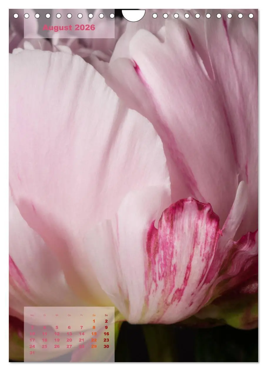 Bild: 9783516422771 | Die Königin der Rosen (Wandkalender 2026 DIN A4 hoch), CALVENDO...