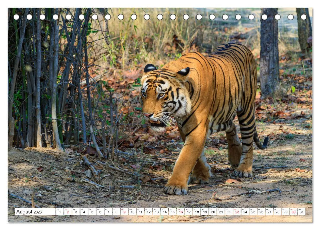 Bild: 9783457632871 | Faszination Indien (Tischkalender 2026 DIN A5 quer), CALVENDO...