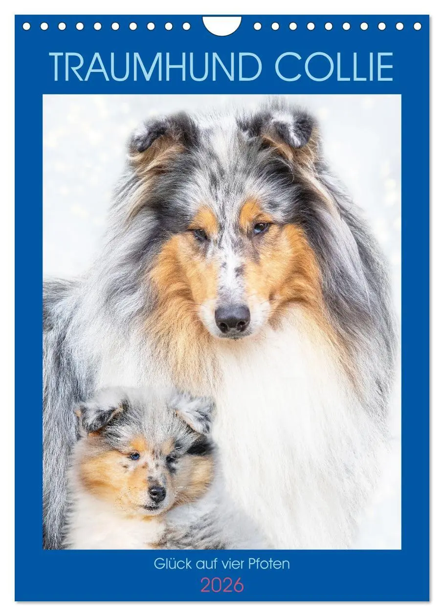 Cover: 9783516332971 | Traumhund Collie - Glück auf vier Pfoten (Wandkalender 2026 DIN A4...