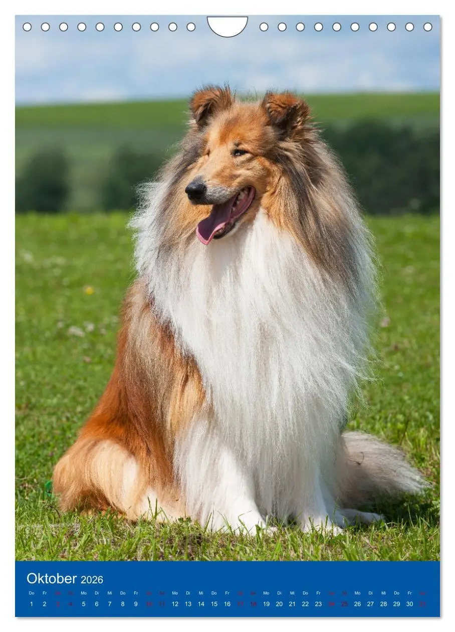 Bild: 9783516332971 | Traumhund Collie - Glück auf vier Pfoten (Wandkalender 2026 DIN A4...