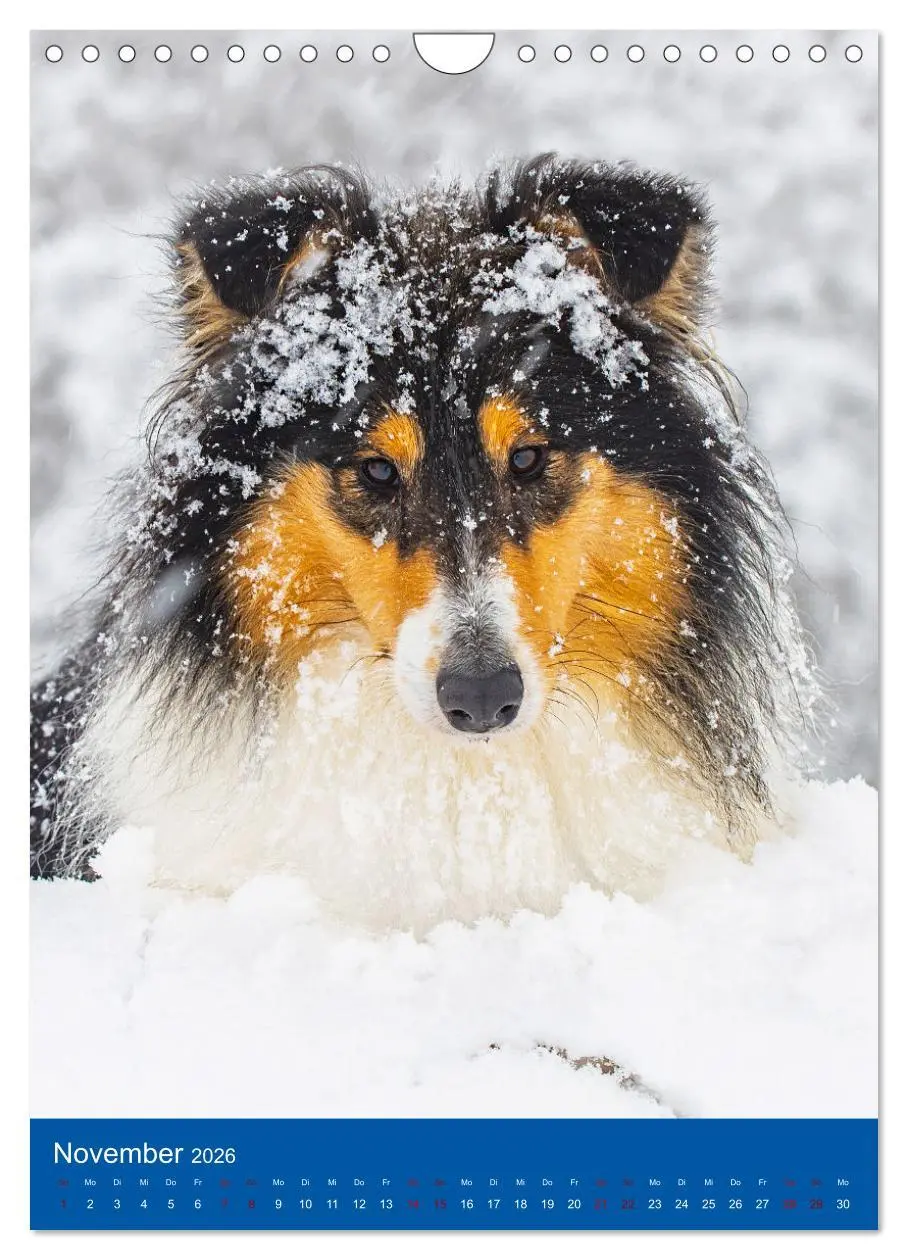 Bild: 9783516332971 | Traumhund Collie - Glück auf vier Pfoten (Wandkalender 2026 DIN A4...