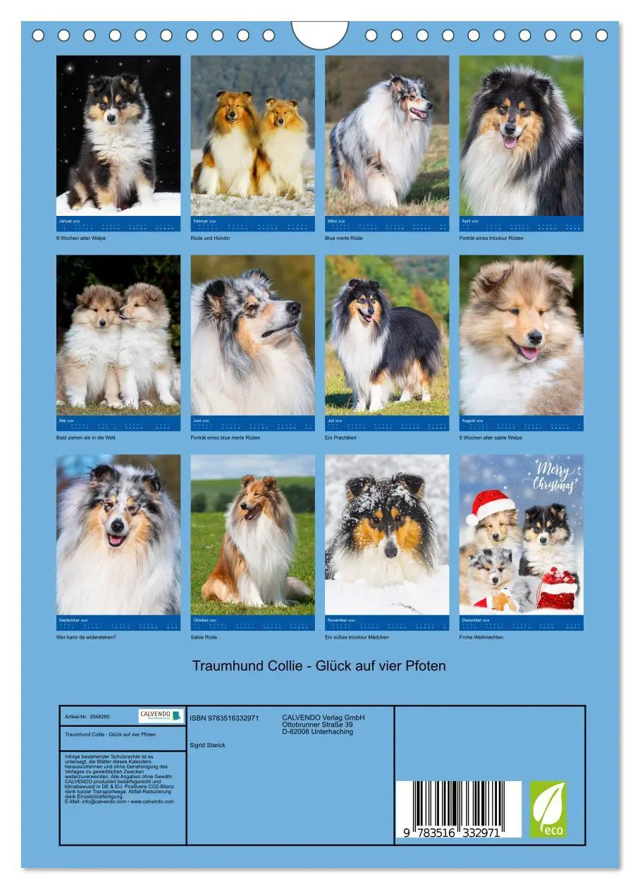 Bild: 9783516332971 | Traumhund Collie - Glück auf vier Pfoten (Wandkalender 2026 DIN A4...