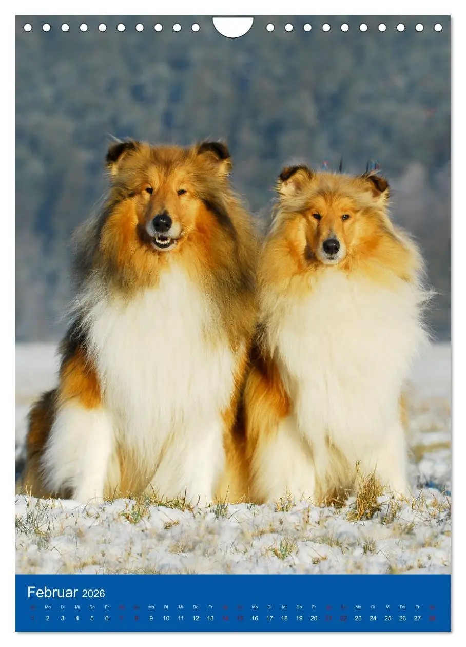 Bild: 9783516332971 | Traumhund Collie - Glück auf vier Pfoten (Wandkalender 2026 DIN A4...