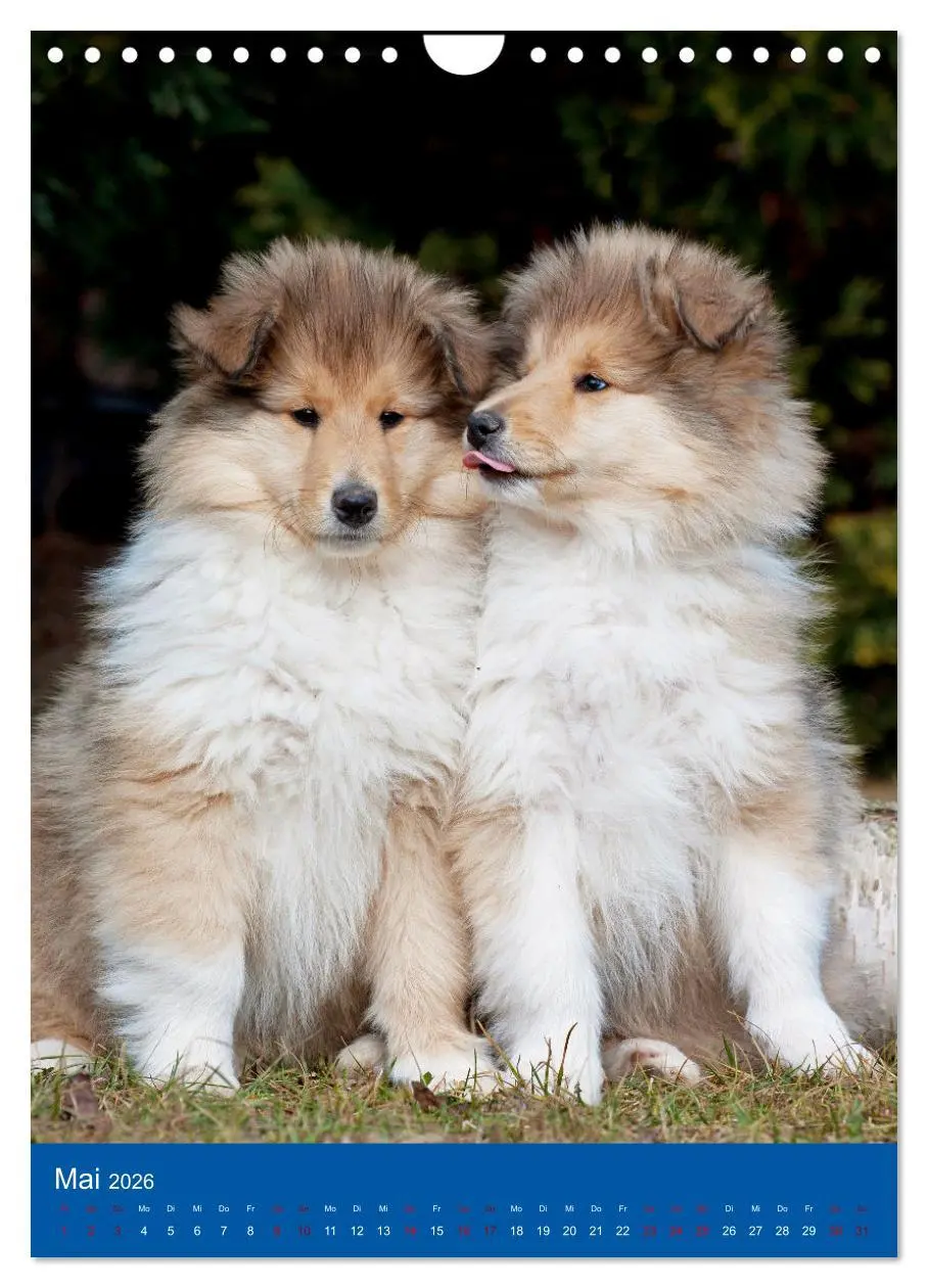 Bild: 9783516332971 | Traumhund Collie - Glück auf vier Pfoten (Wandkalender 2026 DIN A4...