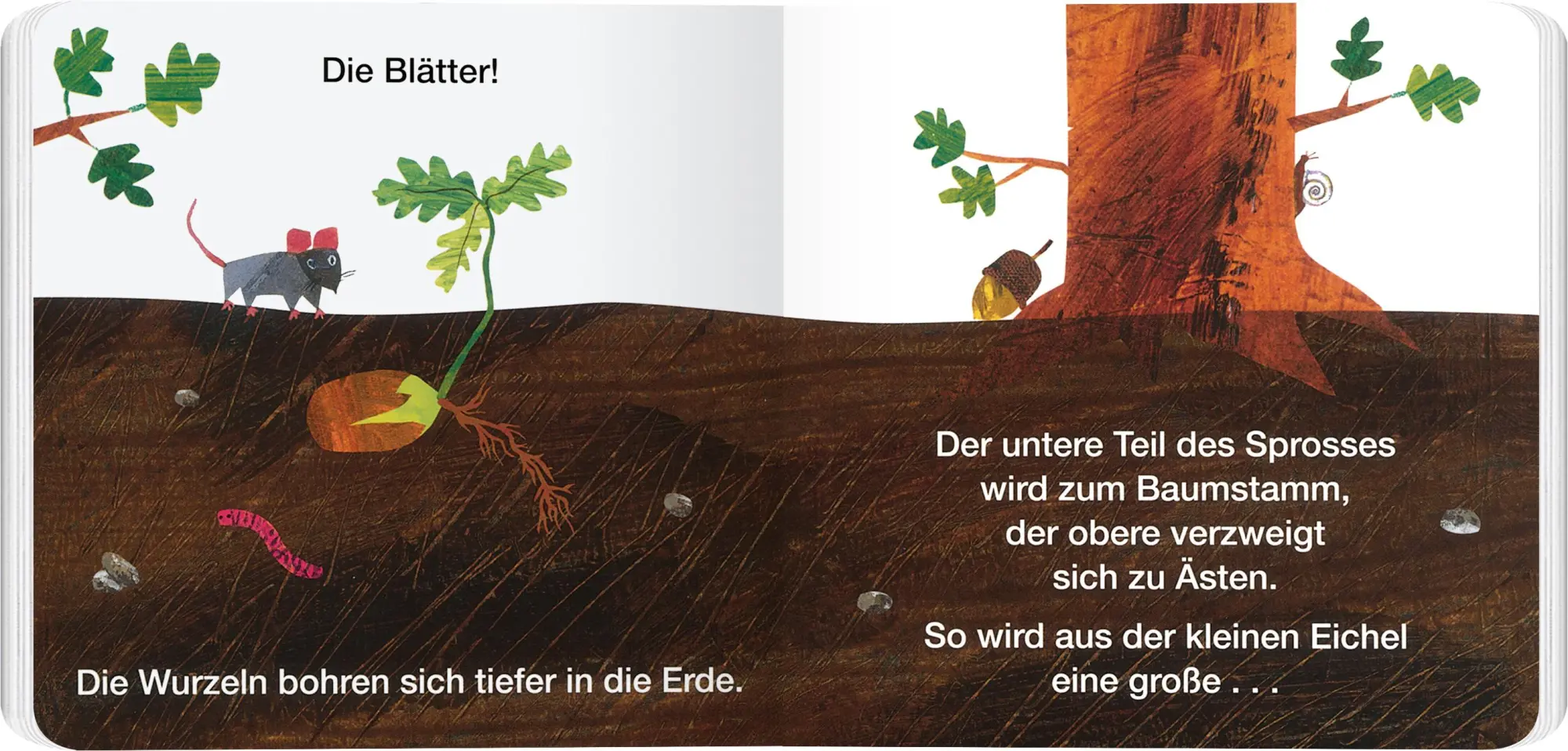 Bild: 9783836962971 | Vom Samen zum Baum | Erklär mir das, kleine Raupe Nimmersatt! | Carle