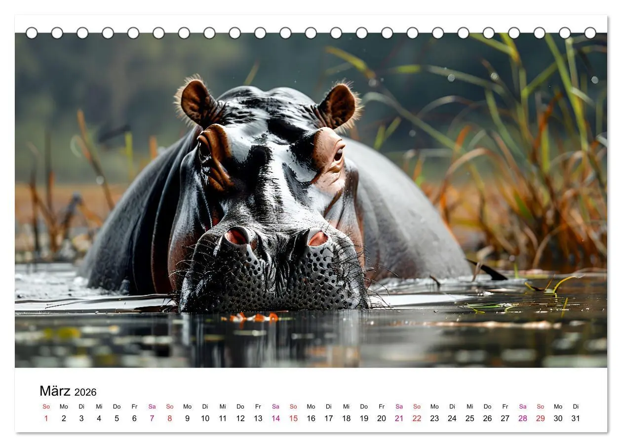 Bild: 9783457373071 | Flusspferde - Hippopotamus amphibius (Tischkalender 2026 DIN A5...