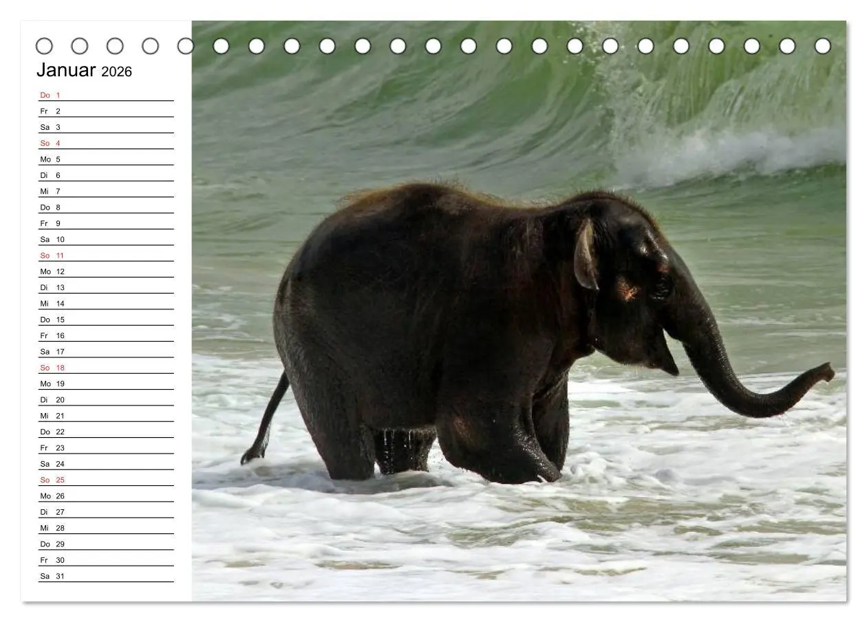 Bild: 9783516213171 | Elefanten - Wasserspaß am Strand (Tischkalender 2026 DIN A5 quer),...
