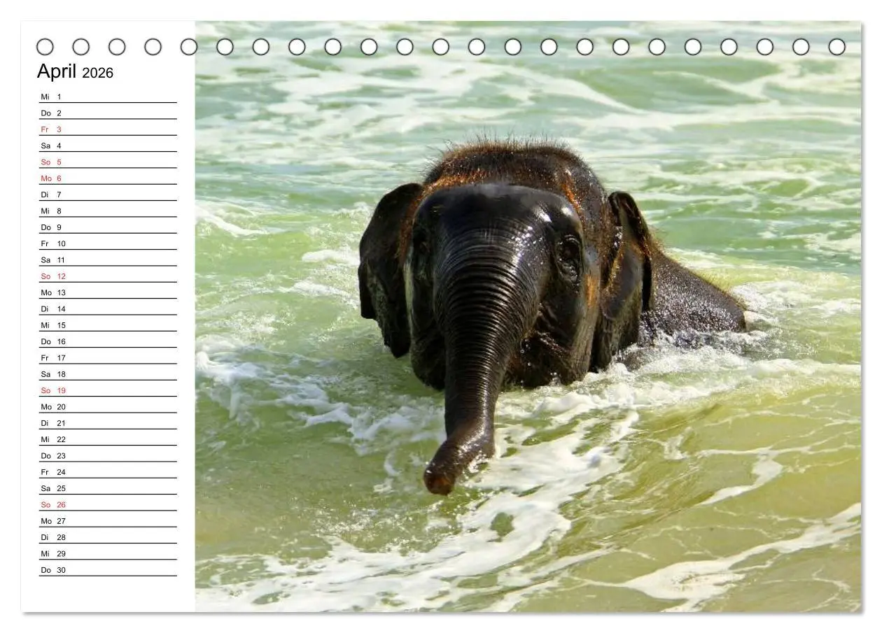 Bild: 9783516213171 | Elefanten - Wasserspaß am Strand (Tischkalender 2026 DIN A5 quer),...