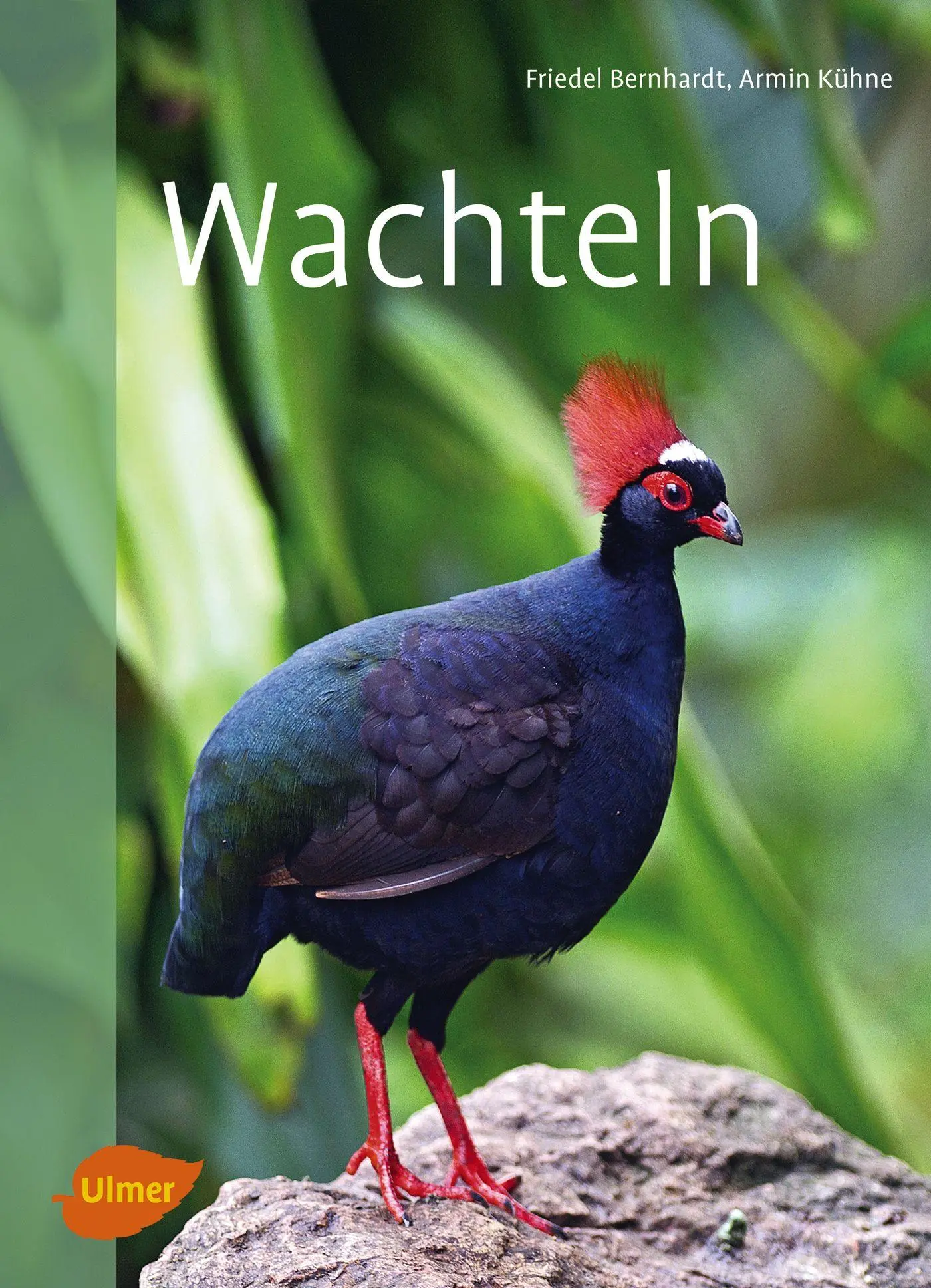 Cover: 9783800103171 | Wachteln | Friedel Bernhardt (u. a.) | Taschenbuch | 128 S. | Deutsch