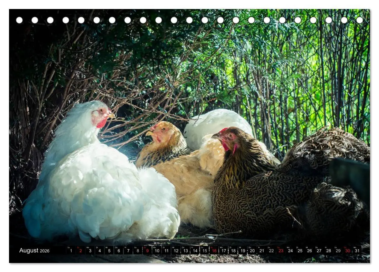 Bild: 9783457973271 | Hühner in meinem Garten (Tischkalender 2026 DIN A5 quer), CALVENDO...