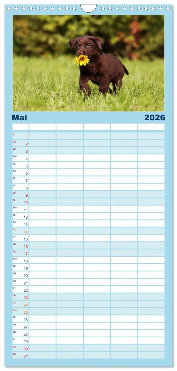 Bild: 9783516513271 | Familienplaner 2026 - Welpen - Puppies mit 5 Spalten (Wandkalender,...