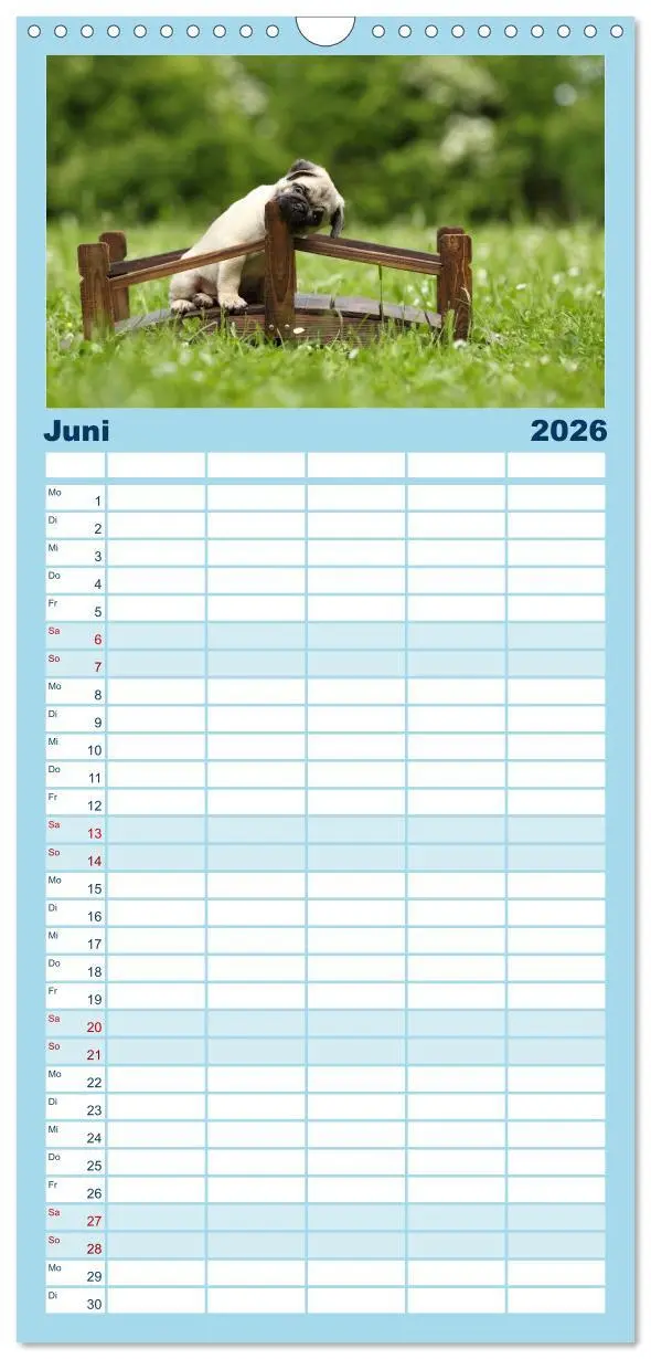Bild: 9783516513271 | Familienplaner 2026 - Welpen - Puppies mit 5 Spalten (Wandkalender,...