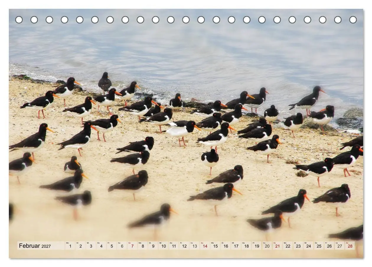 Bild: 9783569833371 | Typisch Amrum! (Tischkalender 2027 DIN A5 quer), CALVENDO...