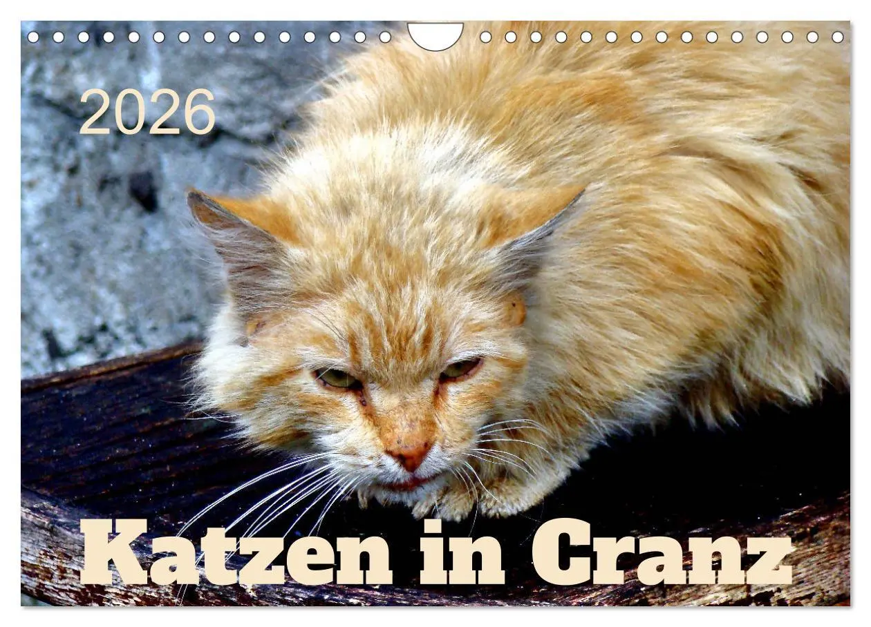 Cover: 9783457623671 | Katzen in Cranz (Wandkalender 2026 DIN A4 quer), CALVENDO...