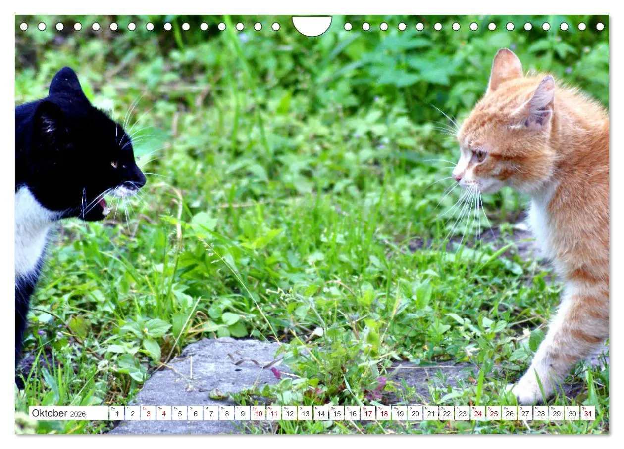 Bild: 9783457623671 | Katzen in Cranz (Wandkalender 2026 DIN A4 quer), CALVENDO...