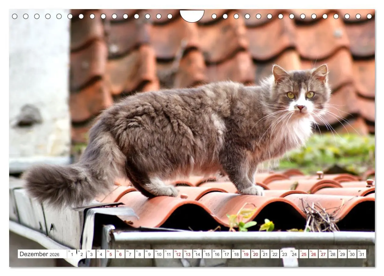 Bild: 9783457623671 | Katzen in Cranz (Wandkalender 2026 DIN A4 quer), CALVENDO...