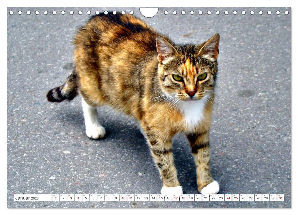 Bild: 9783457623671 | Katzen in Cranz (Wandkalender 2026 DIN A4 quer), CALVENDO...
