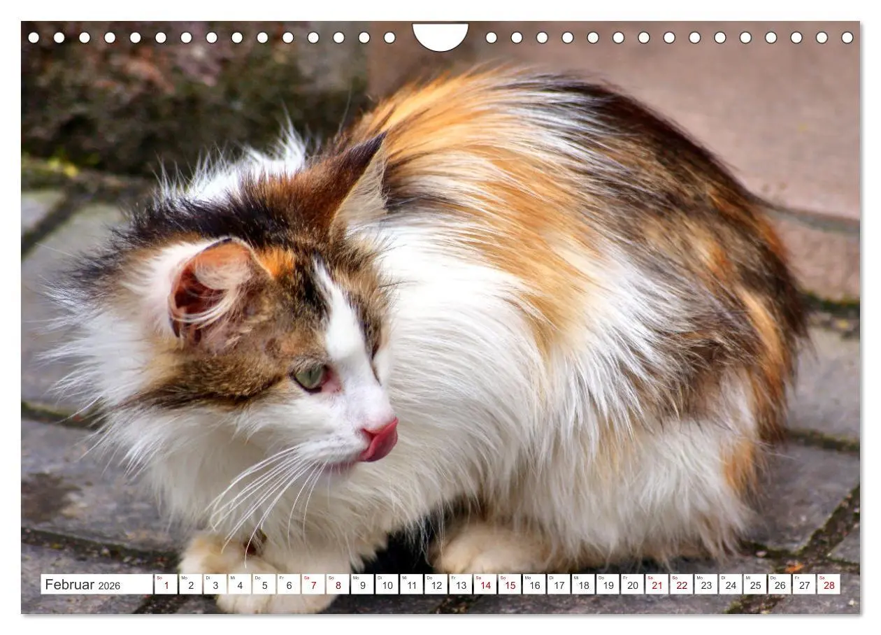 Bild: 9783457623671 | Katzen in Cranz (Wandkalender 2026 DIN A4 quer), CALVENDO...