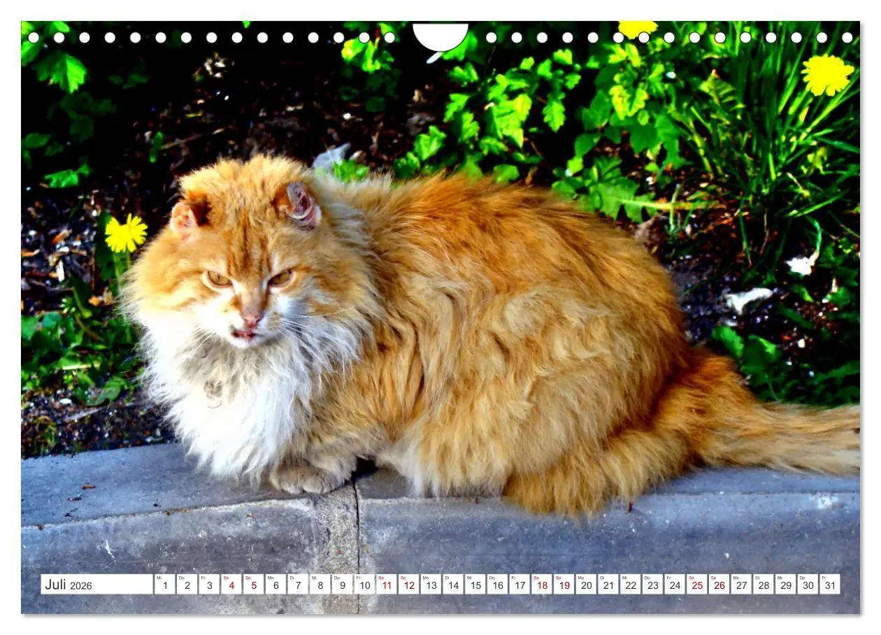 Bild: 9783457623671 | Katzen in Cranz (Wandkalender 2026 DIN A4 quer), CALVENDO...