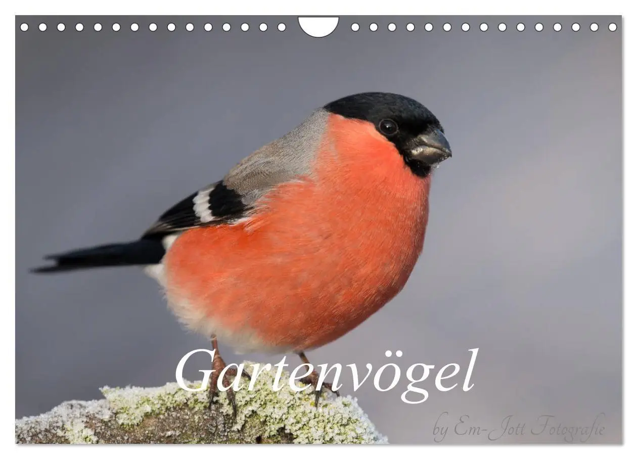 Cover: 9783569803671 | Vögel aus dem Garten (Wandkalender 2027 DIN A4 quer), CALVENDO...