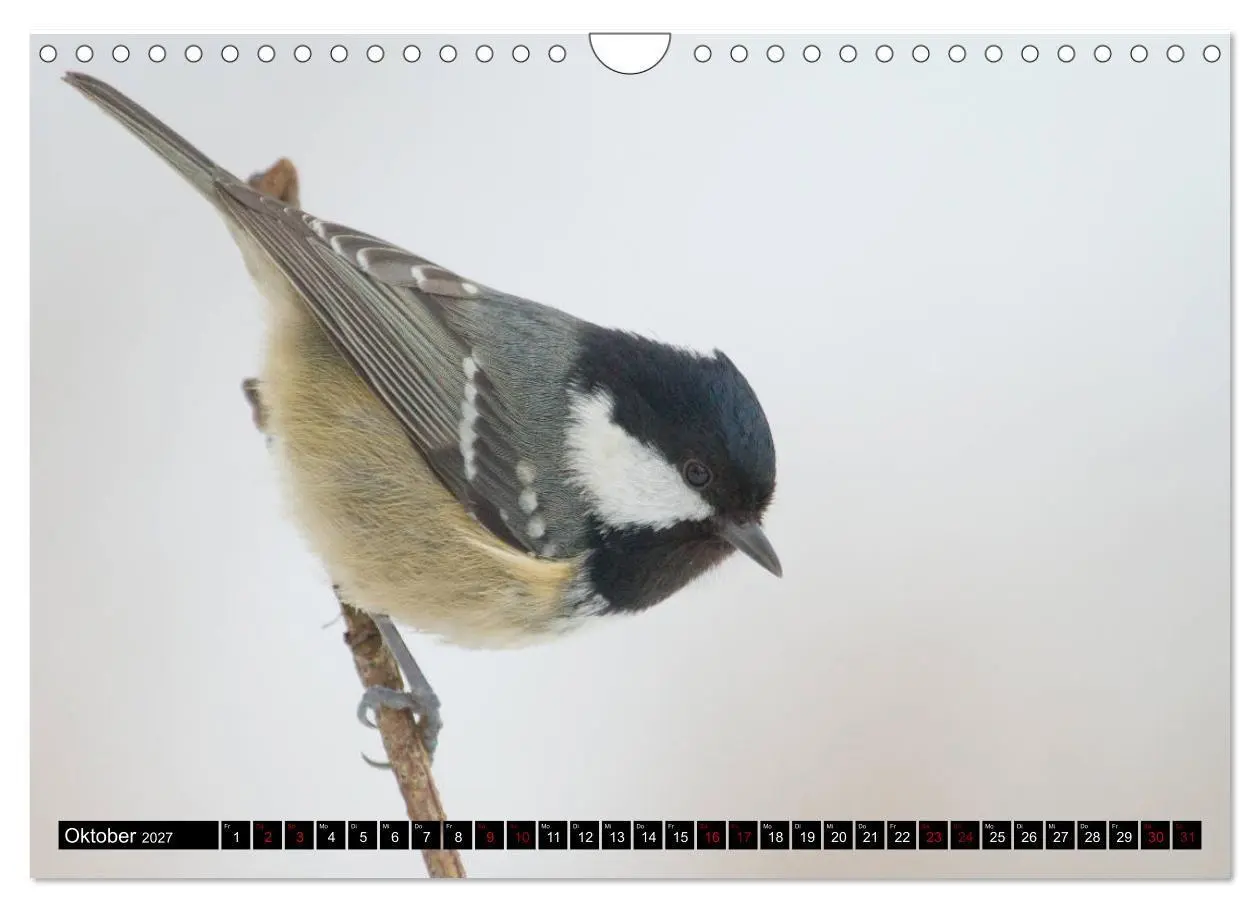 Bild: 9783569803671 | Vögel aus dem Garten (Wandkalender 2027 DIN A4 quer), CALVENDO...