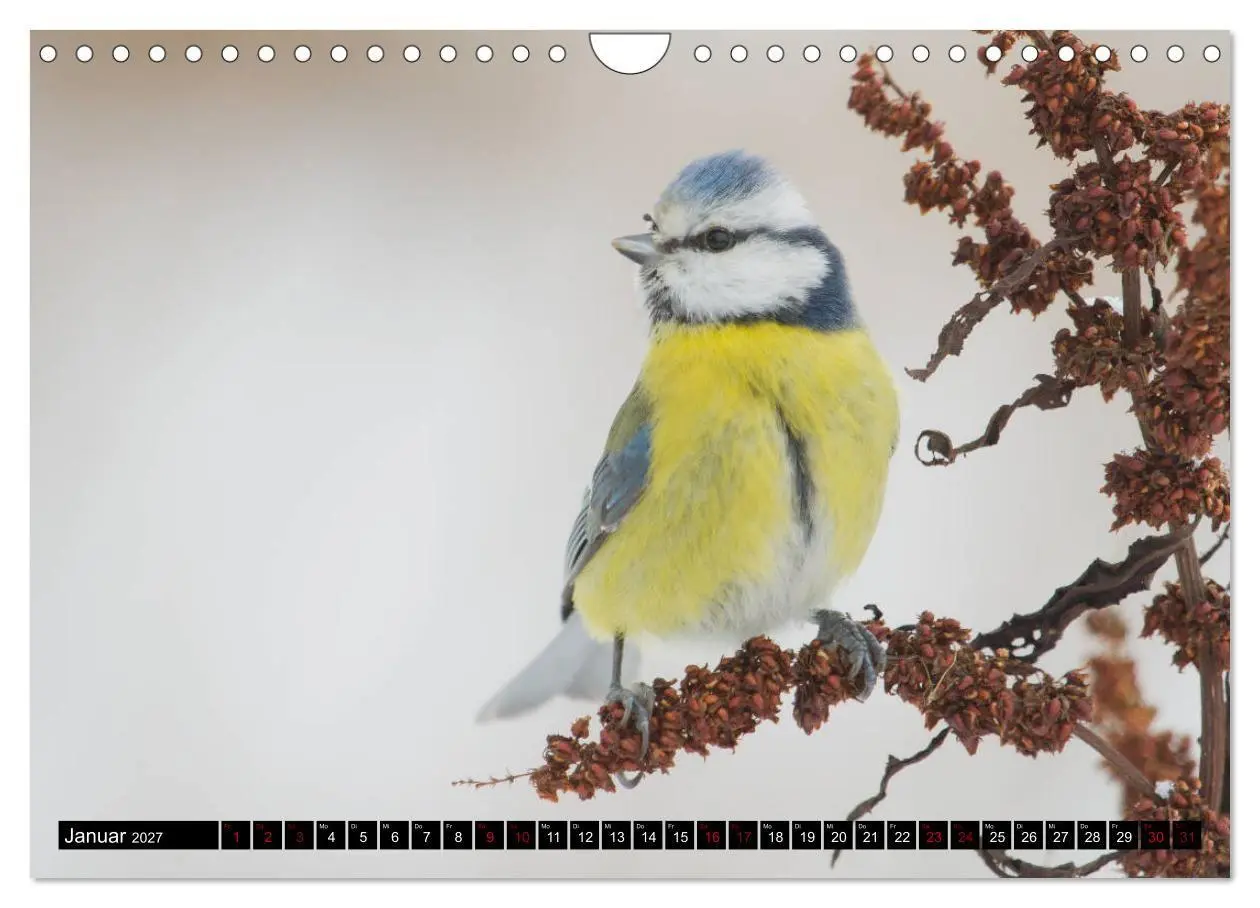 Bild: 9783569803671 | Vögel aus dem Garten (Wandkalender 2027 DIN A4 quer), CALVENDO...
