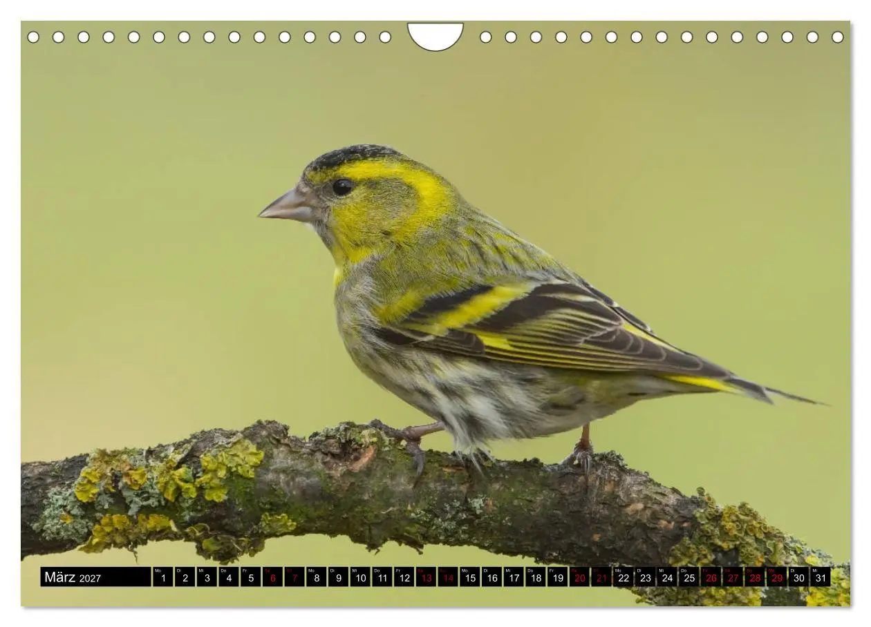 Bild: 9783569803671 | Vögel aus dem Garten (Wandkalender 2027 DIN A4 quer), CALVENDO...