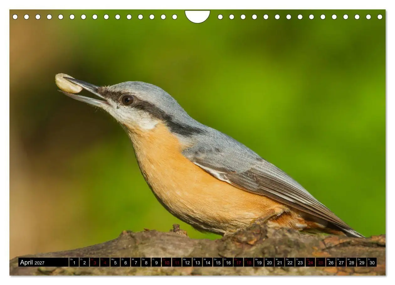 Bild: 9783569803671 | Vögel aus dem Garten (Wandkalender 2027 DIN A4 quer), CALVENDO...