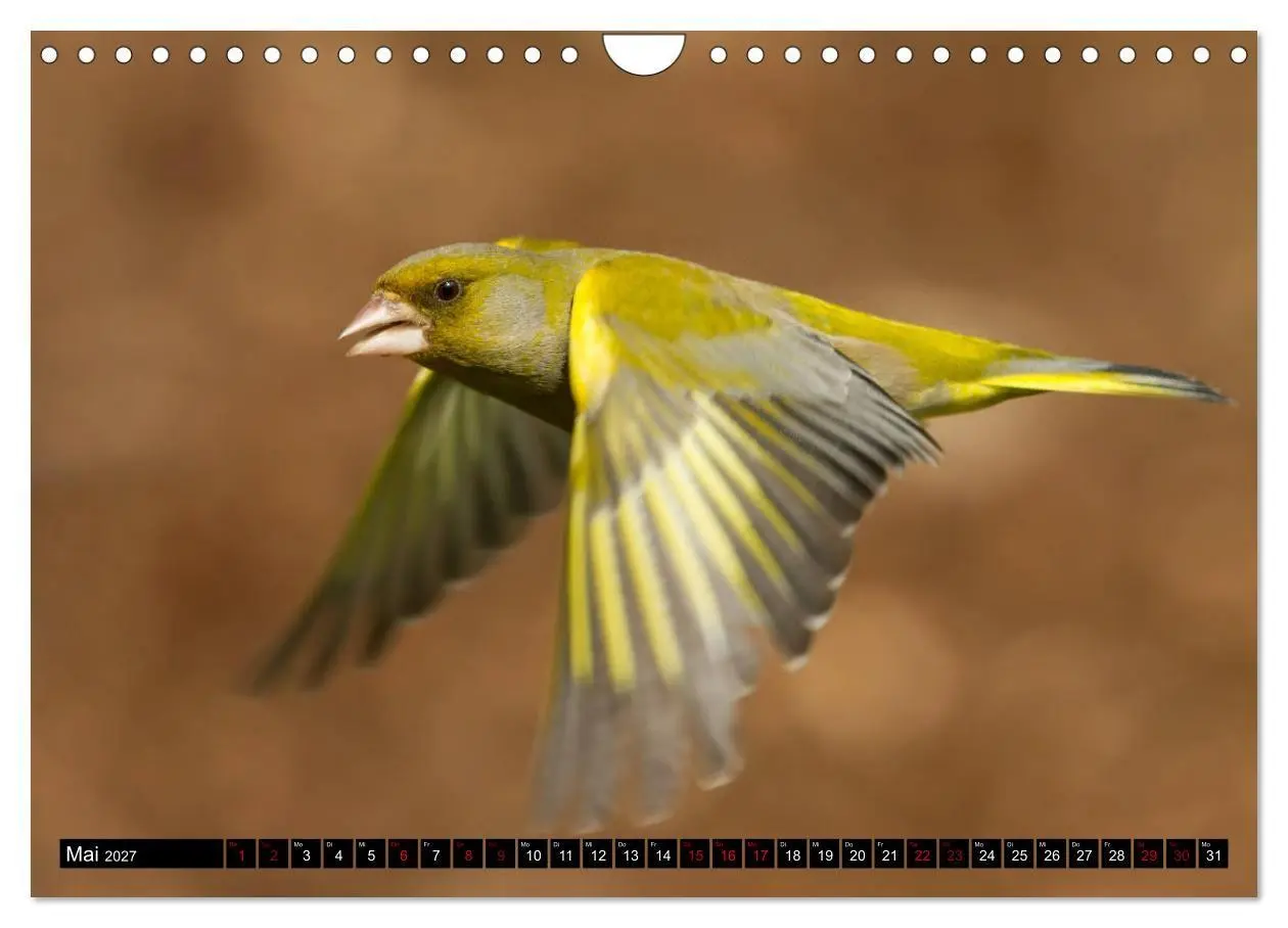 Bild: 9783569803671 | Vögel aus dem Garten (Wandkalender 2027 DIN A4 quer), CALVENDO...