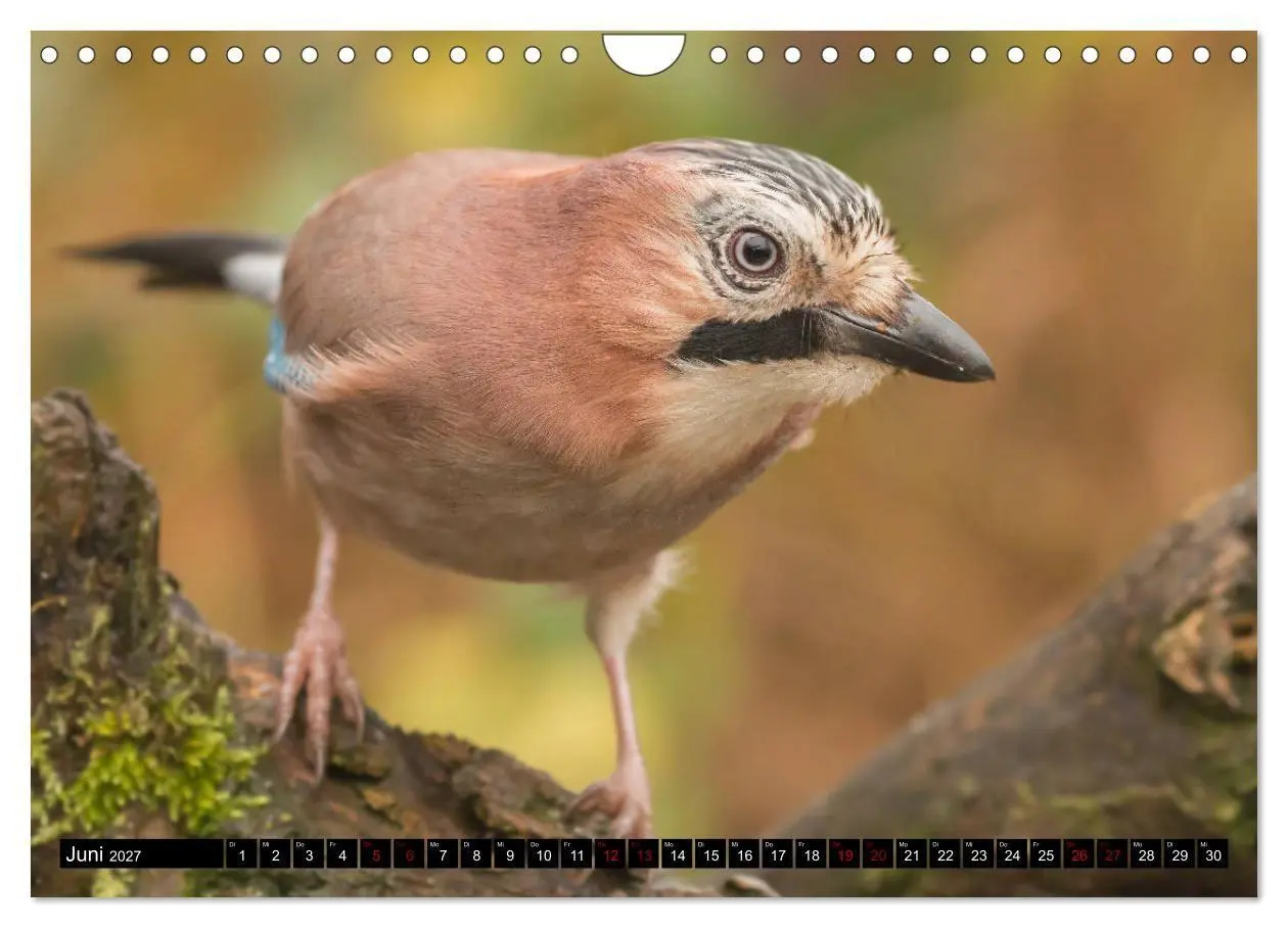 Bild: 9783569803671 | Vögel aus dem Garten (Wandkalender 2027 DIN A4 quer), CALVENDO...