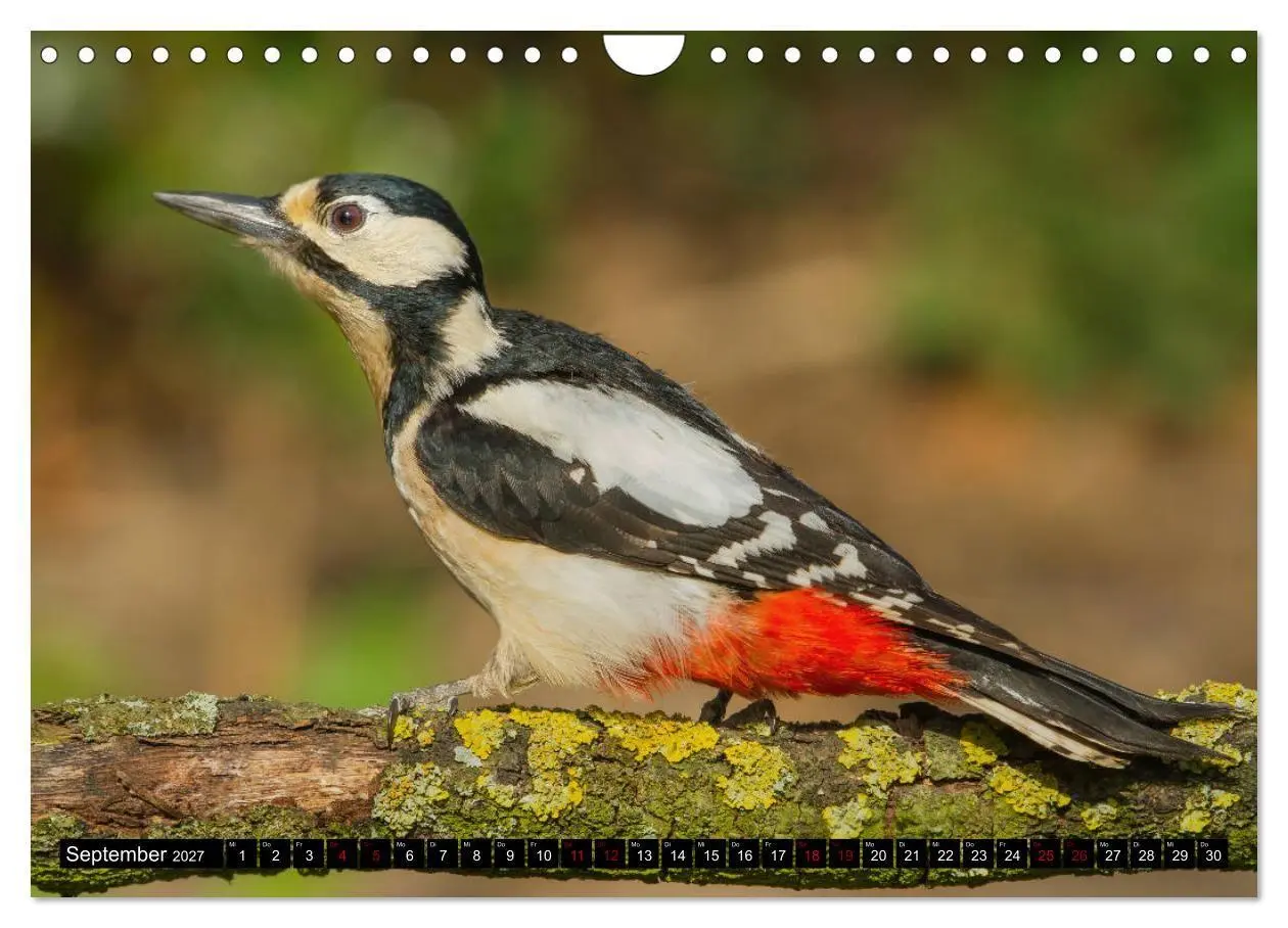 Bild: 9783569803671 | Vögel aus dem Garten (Wandkalender 2027 DIN A4 quer), CALVENDO...