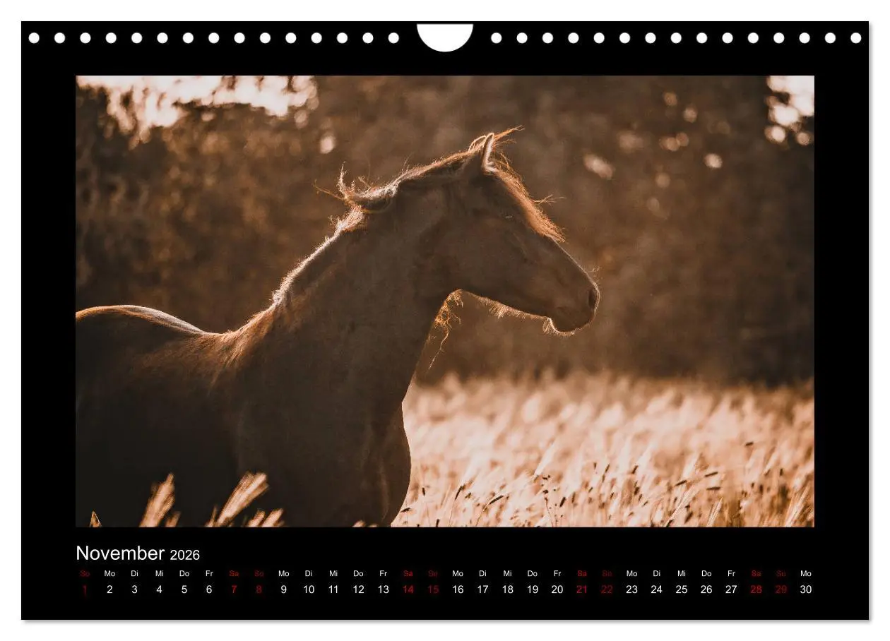 Bild: 9783457923771 | Die Faszinierende Welt der Pferde (Wandkalender 2026 DIN A4 quer),...