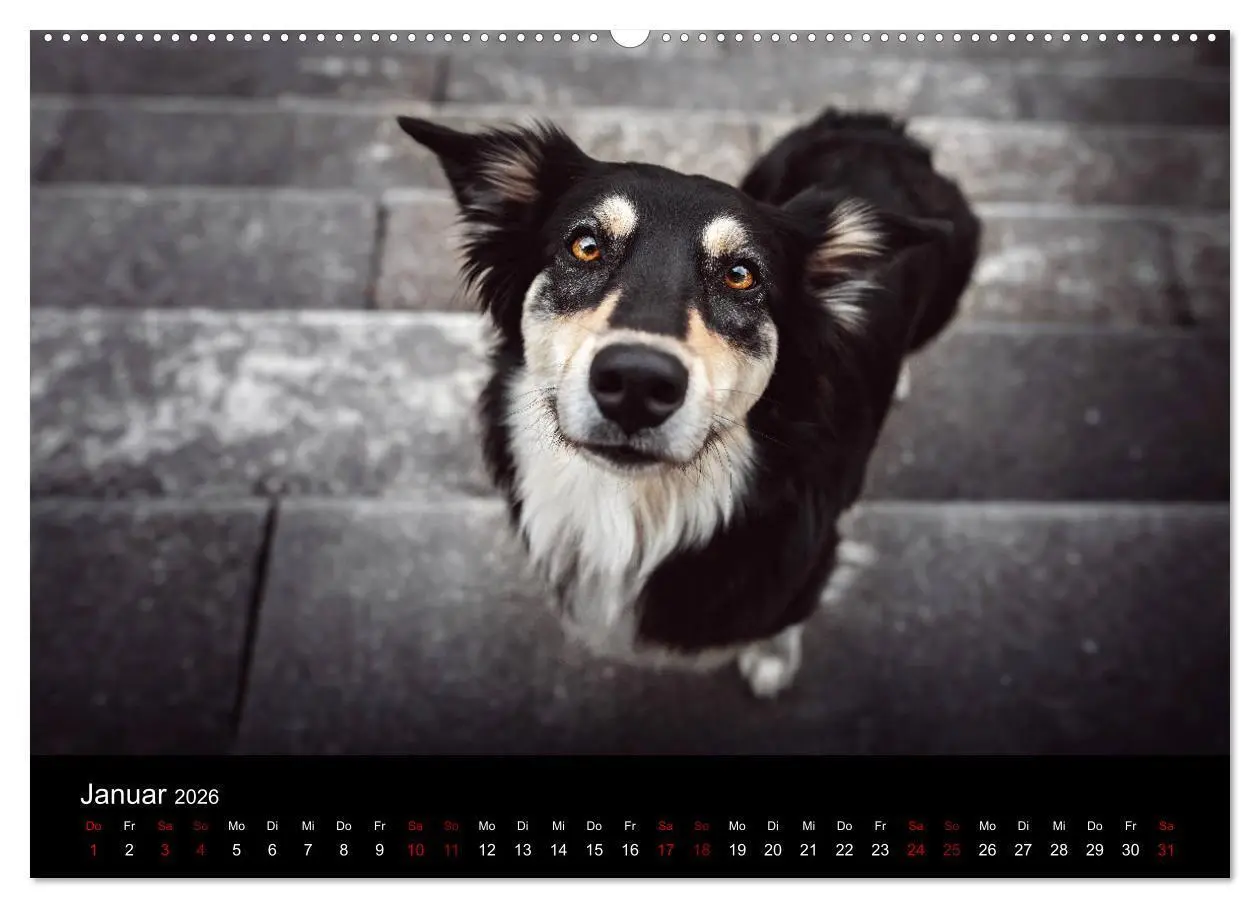 Bild: 9783457693971 | Australian Shepherd - Vielfalt in einer Rasse (hochwertiger Premium...