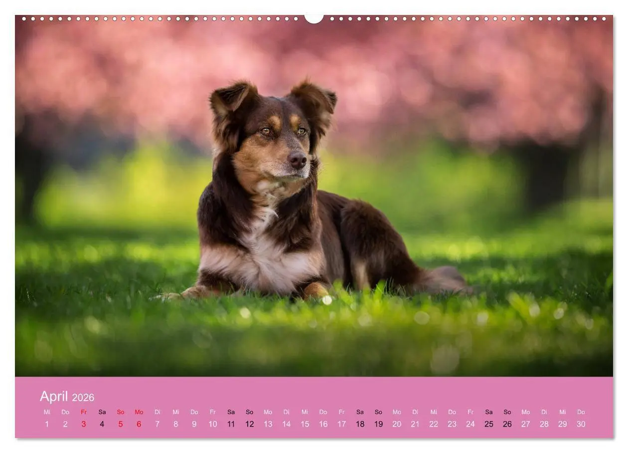 Bild: 9783457693971 | Australian Shepherd - Vielfalt in einer Rasse (hochwertiger Premium...