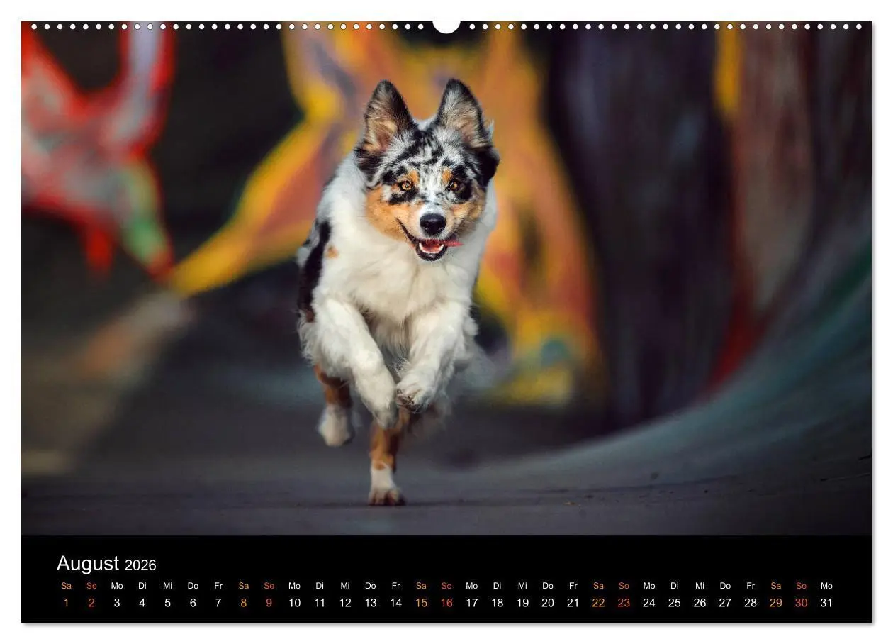 Bild: 9783457693971 | Australian Shepherd - Vielfalt in einer Rasse (hochwertiger Premium...