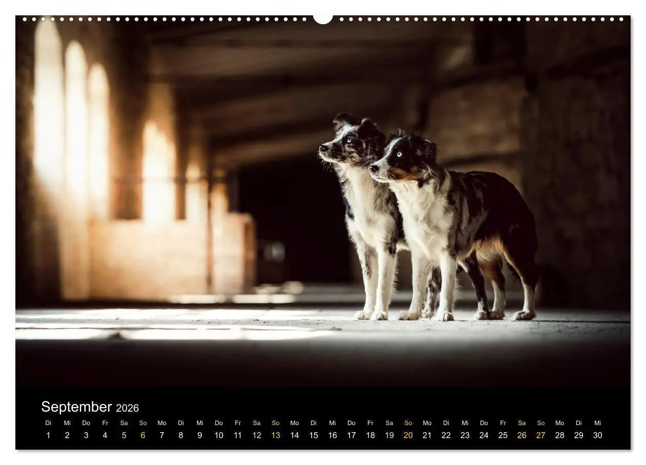 Bild: 9783457693971 | Australian Shepherd - Vielfalt in einer Rasse (hochwertiger Premium...