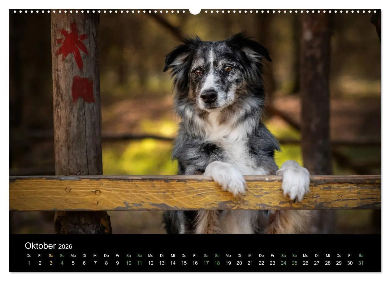 Bild: 9783457693971 | Australian Shepherd - Vielfalt in einer Rasse (hochwertiger Premium...
