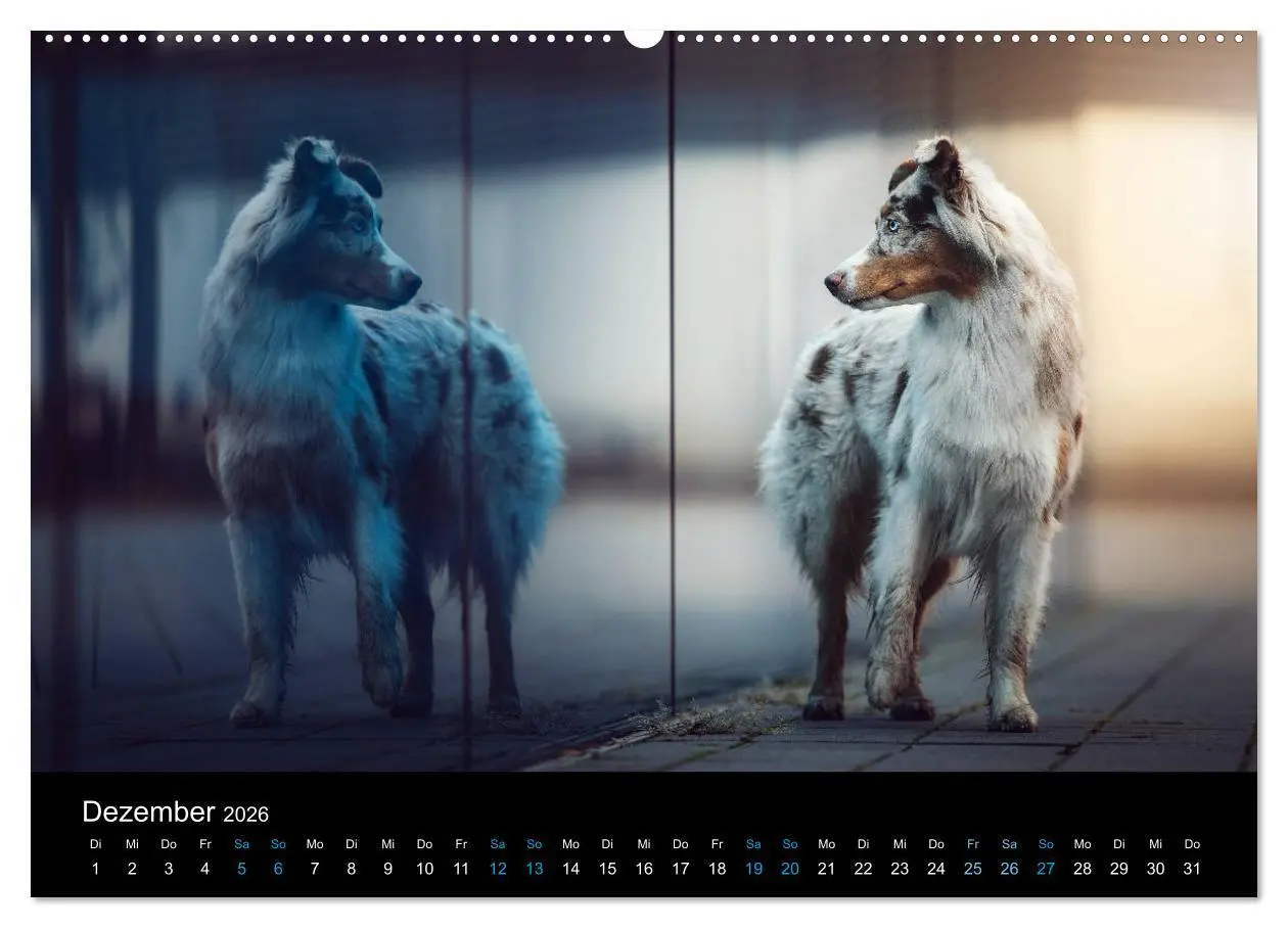 Bild: 9783457693971 | Australian Shepherd - Vielfalt in einer Rasse (hochwertiger Premium...