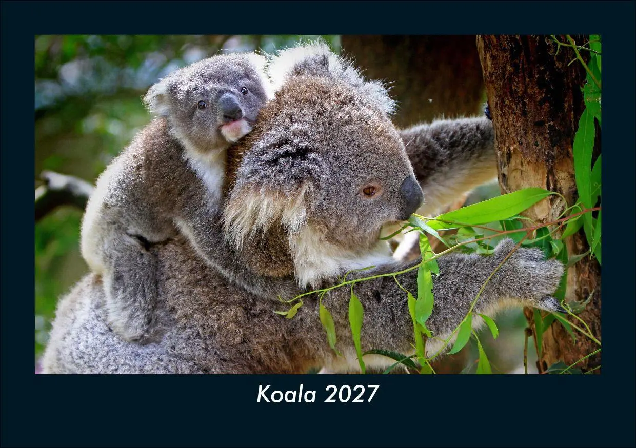 Cover: 9783695433971 | Koala 2027 Fotokalender DIN A5 | Tobias Schmitt (u. a.) | Kalender