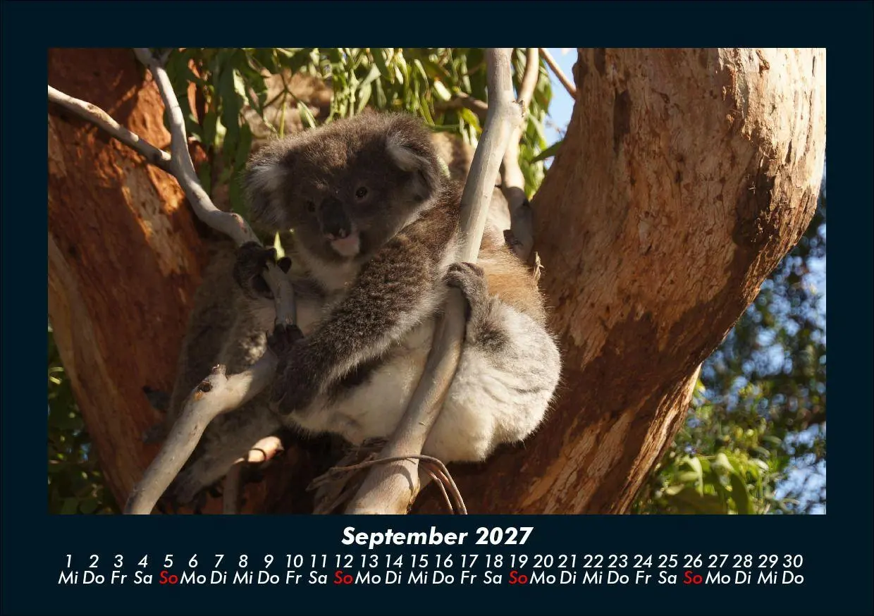 Bild: 9783695433971 | Koala 2027 Fotokalender DIN A5 | Tobias Schmitt (u. a.) | Kalender