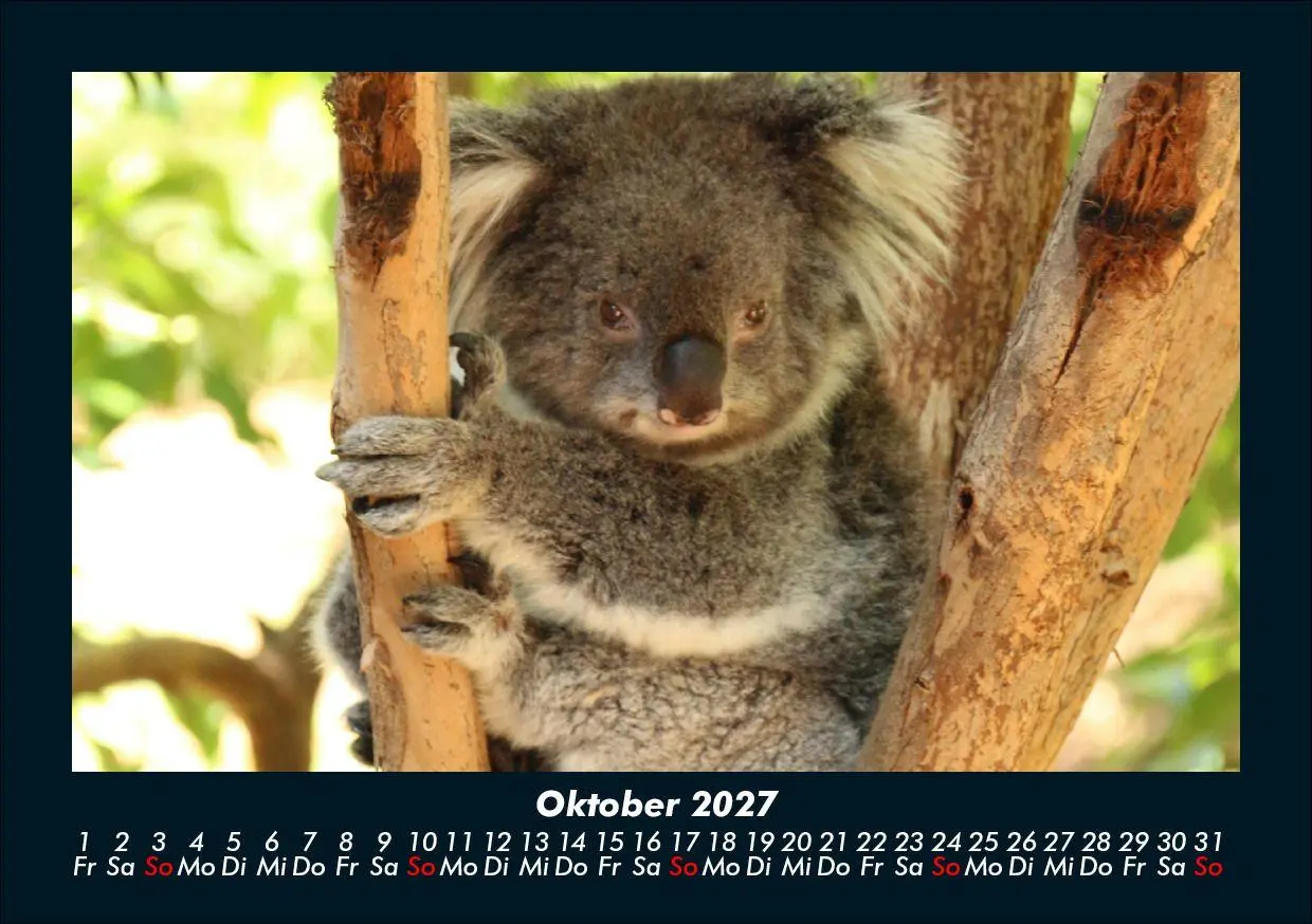 Bild: 9783695433971 | Koala 2027 Fotokalender DIN A5 | Tobias Schmitt (u. a.) | Kalender